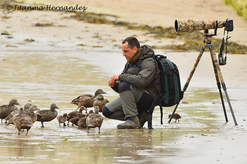 Fotografiando Eide común